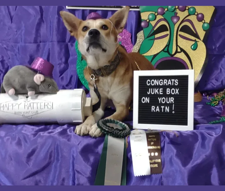 Photo of Juke Box, a Carolina Dog  in Amarillo, Texas, USA