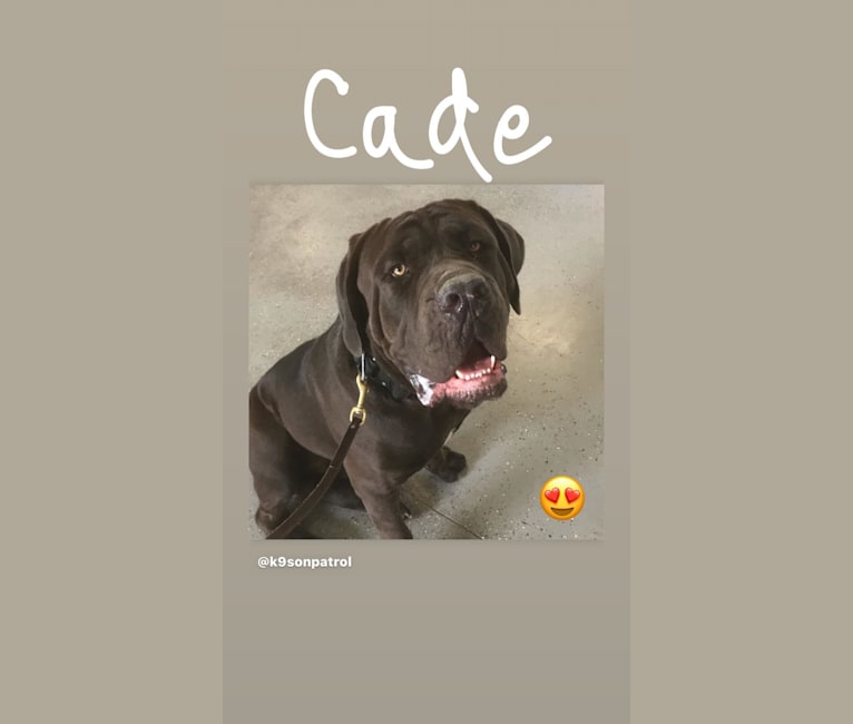 Cade, a Cane Corso tested with EmbarkVet.com