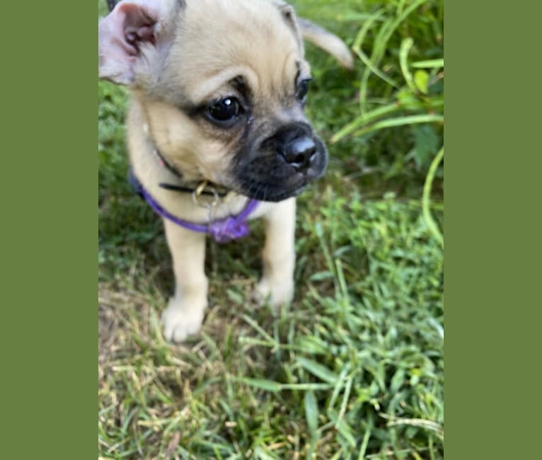 Bear, a Pug and Norwegian Elkhound mix tested with EmbarkVet.com