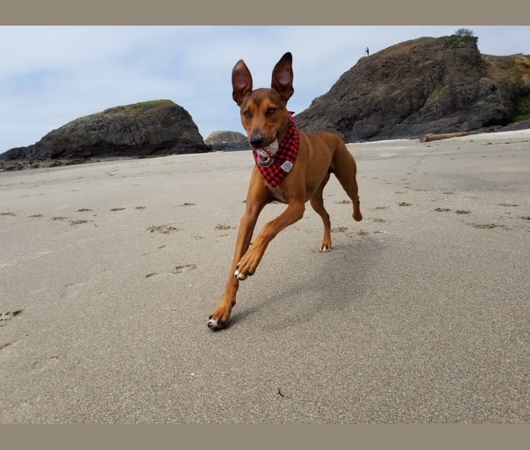 American staffordshire shop terrier doberman mix