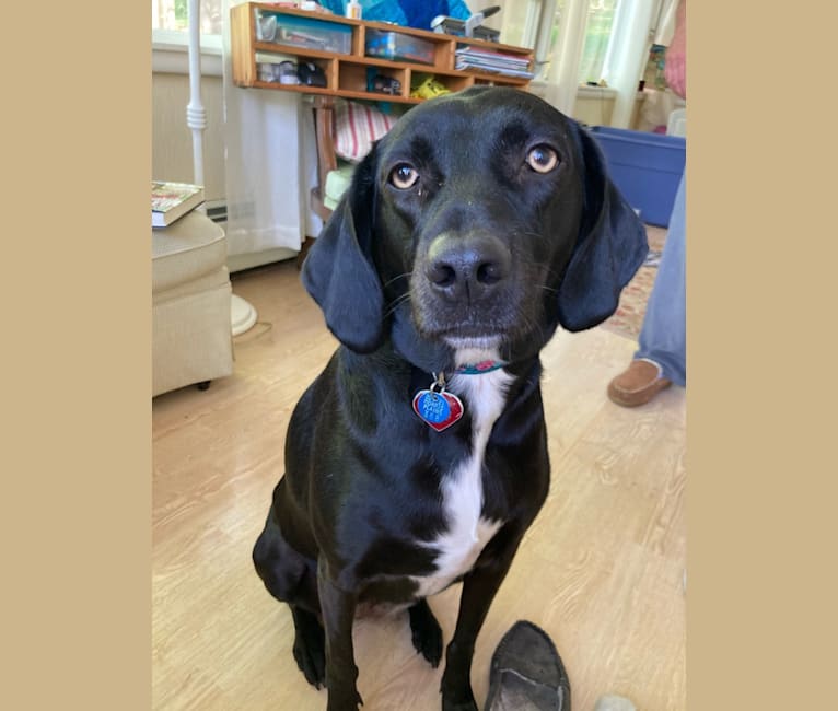 Dixie Friday, an American Leopard Hound tested with EmbarkVet.com