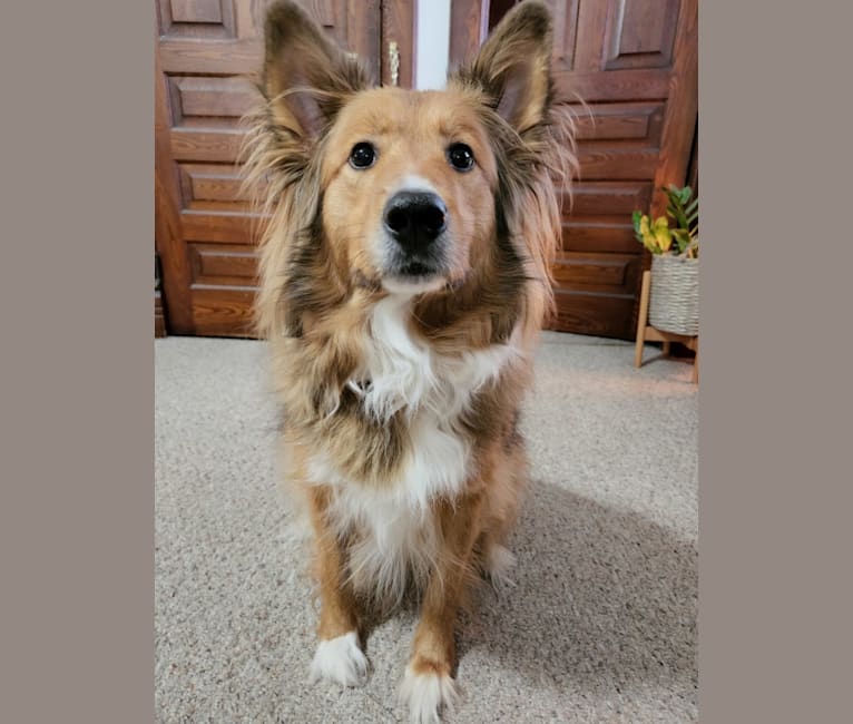 Doug, a Shetland Sheepdog and Australian Cattle Dog mix tested with EmbarkVet.com