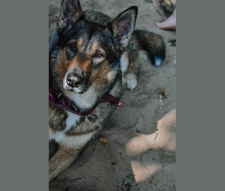 Photo of Odin, a Siberian Husky, Collie, and Bluetick Coonhound mix