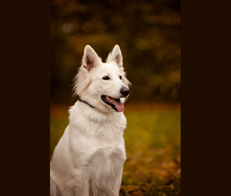 Photo of Skye, a White Shepherd 