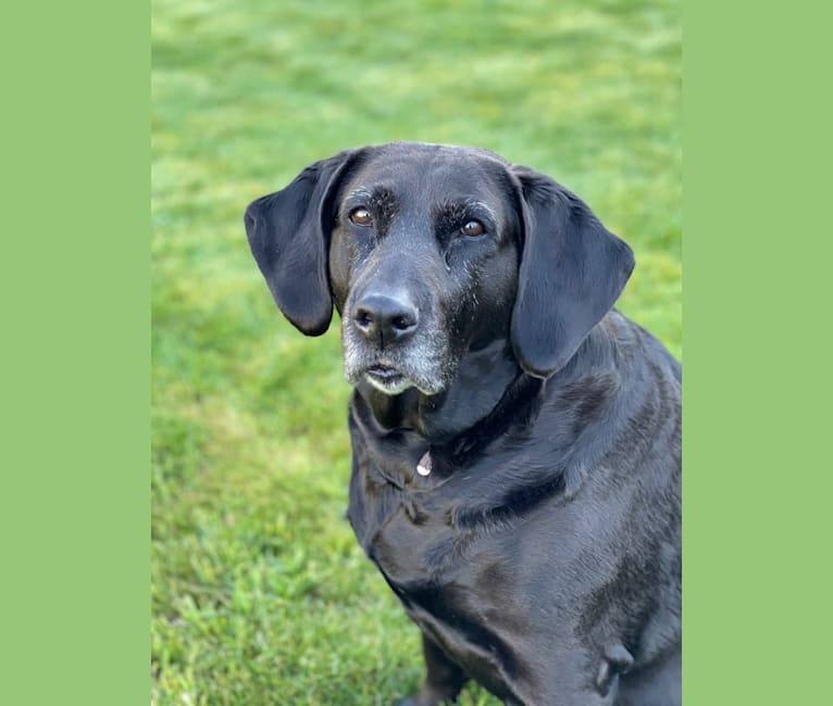 Redbone coonhound outlet black lab mix