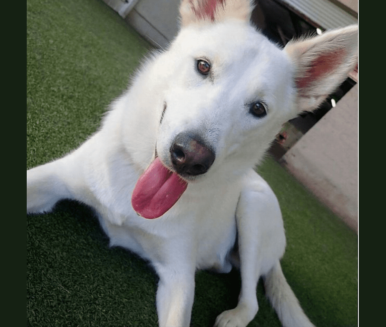 Lenni, a Siberian Husky and German Shepherd Dog mix tested with EmbarkVet.com