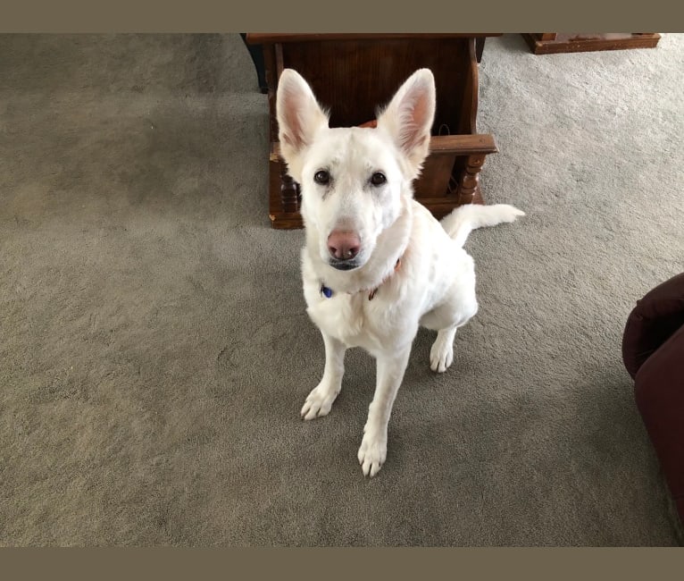 Willow, a White Shepherd tested with EmbarkVet.com