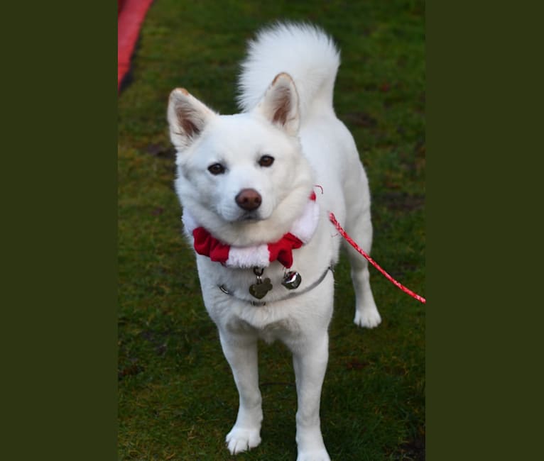 Pearl, a Japanese or Korean Village Dog and Jindo mix tested with EmbarkVet.com