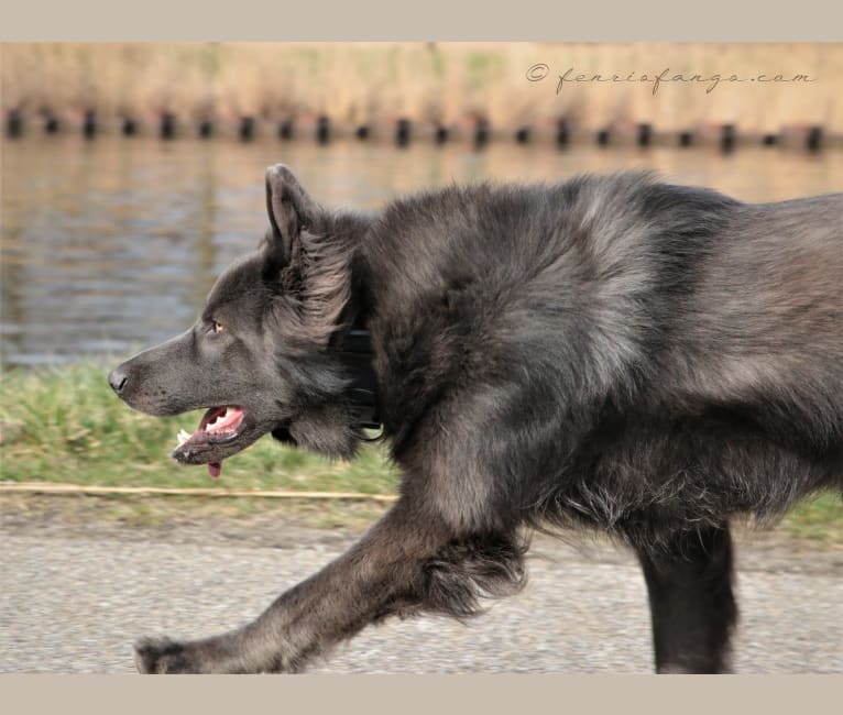 VERGIL, a German Shepherd Dog tested with EmbarkVet.com