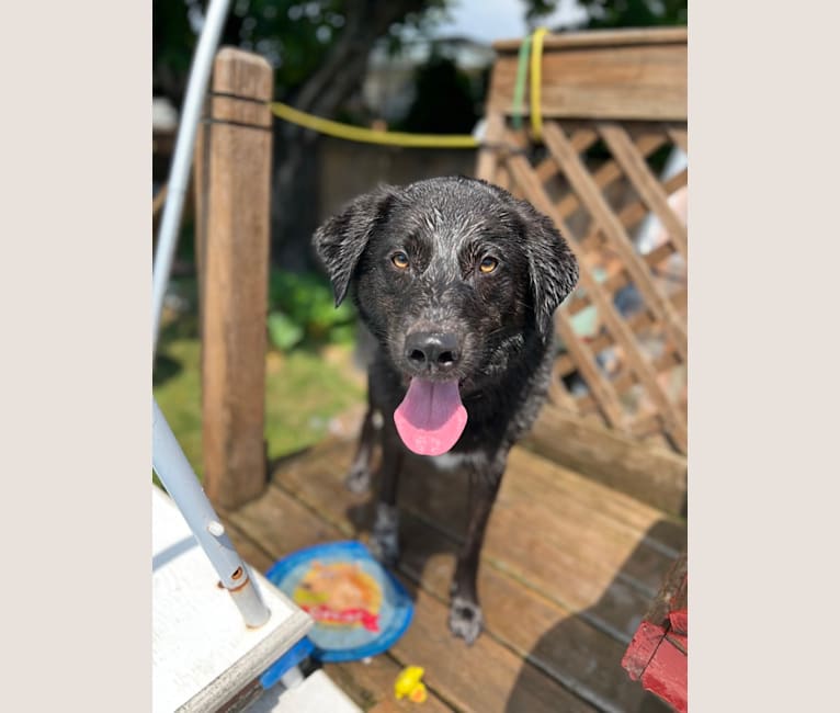 Guinness, a Labrador Retriever and Australian Cattle Dog mix tested with EmbarkVet.com