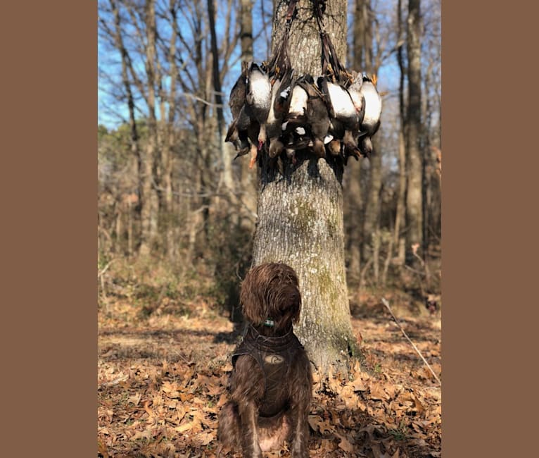 Ava, a Pudelpointer tested with EmbarkVet.com