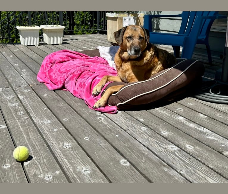 Sansa, a Labrador Retriever and German Shepherd Dog mix tested with EmbarkVet.com