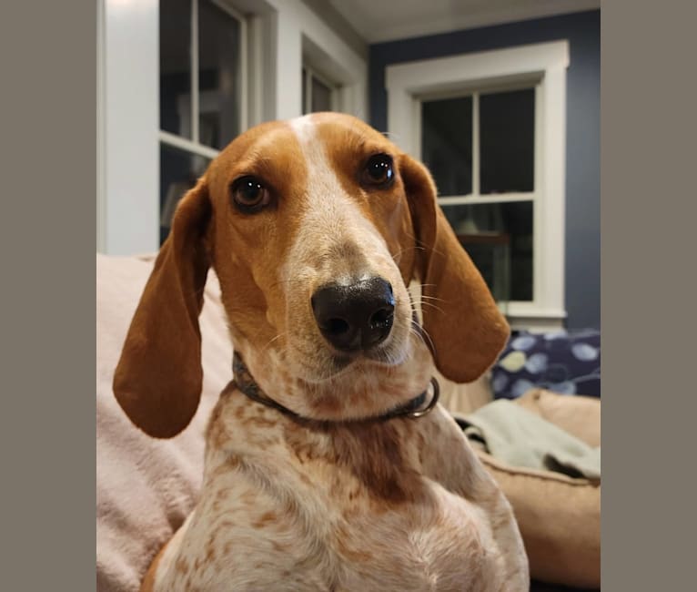 Jasper, an American English Coonhound tested with EmbarkVet.com