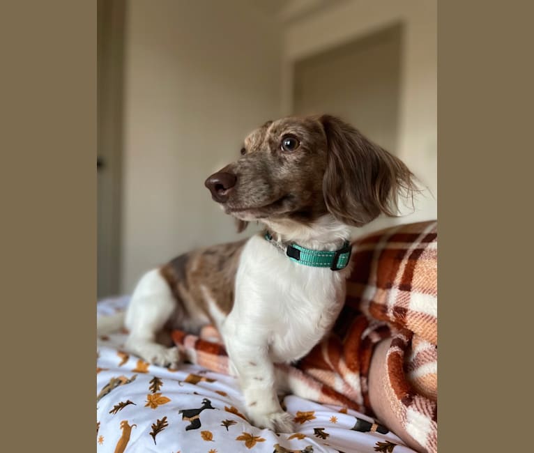 Peach, a Dachshund tested with EmbarkVet.com