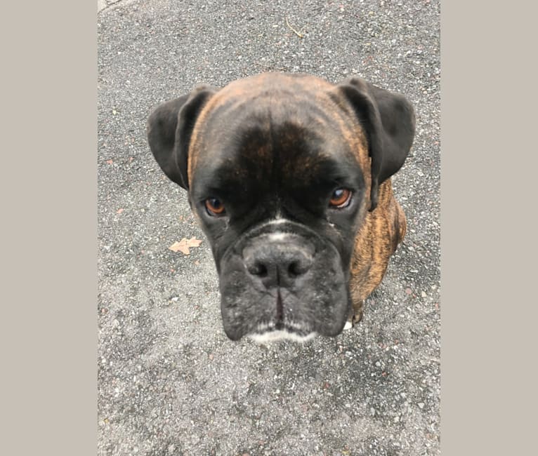 Photo of Murray, a Boxer 