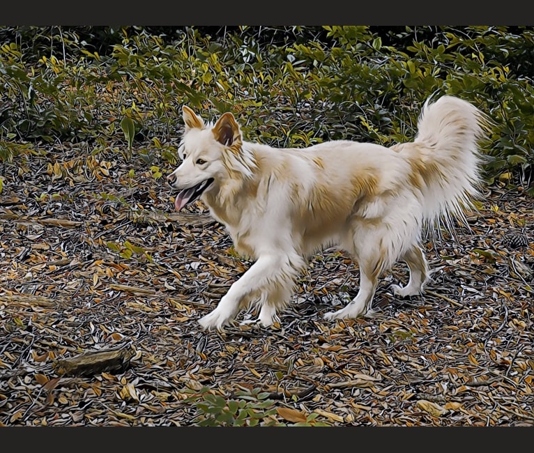 Photo of Roxy, a Siberian Husky, Labrador Retriever, and German Shepherd Dog mix in Portal, Georgia, USA
