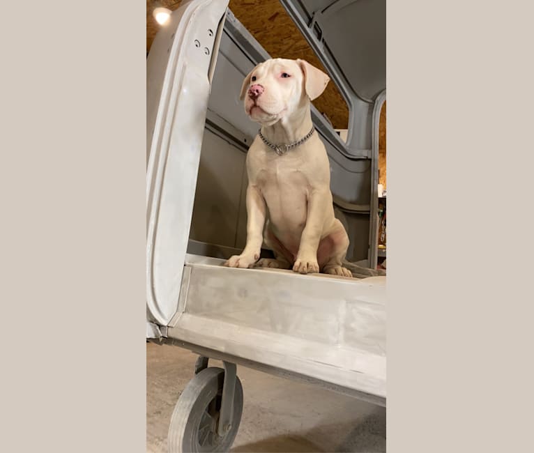 Daryl, an American Pit Bull Terrier and American Staffordshire Terrier mix tested with EmbarkVet.com