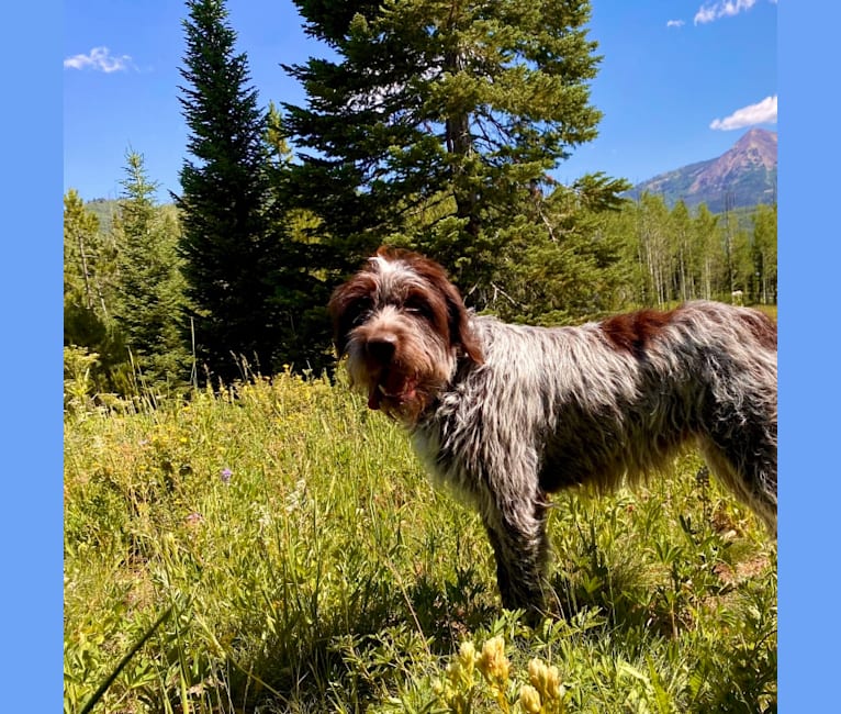Meadow, a Wirehaired Pointing Griffon tested with EmbarkVet.com