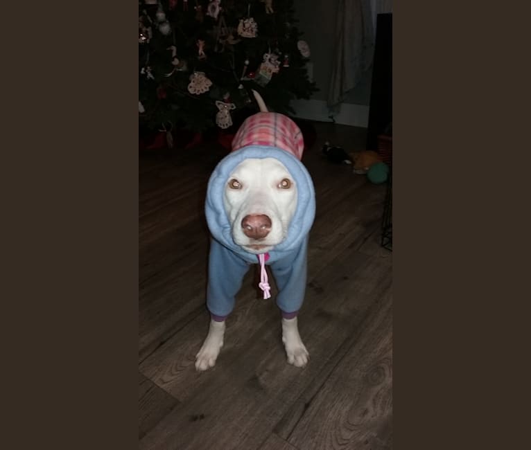 Shakira, an American Village Dog tested with EmbarkVet.com