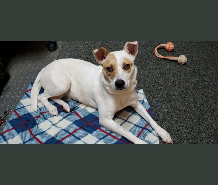 Maze, an Australian Cattle Dog and Chihuahua mix tested with EmbarkVet.com