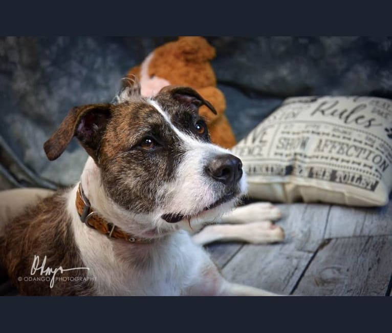 Roxanne, a Staffordshire Terrier and Labrador Retriever mix tested with EmbarkVet.com