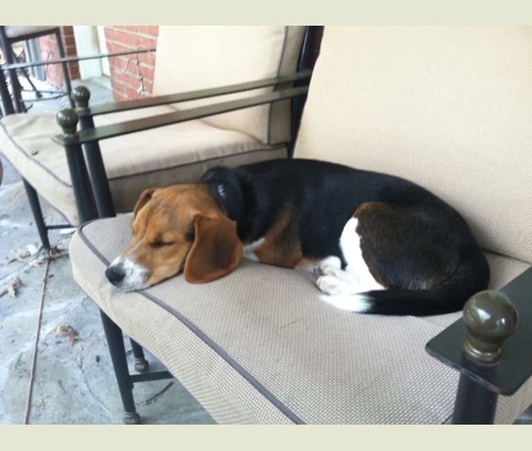 Photo of Niko, a Beagle  in Oakdale, Pennsylvania, USA