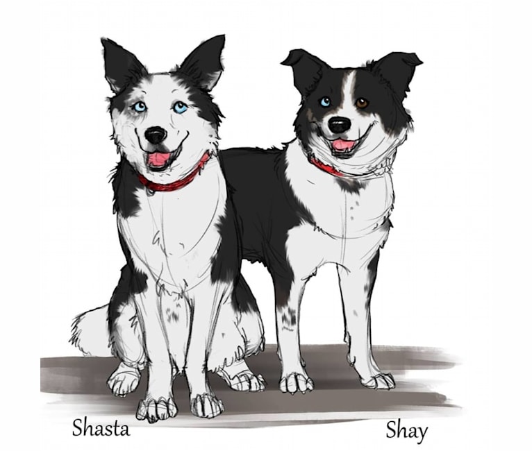 Shasta, a Siberian Husky and Labrador Retriever mix tested with EmbarkVet.com