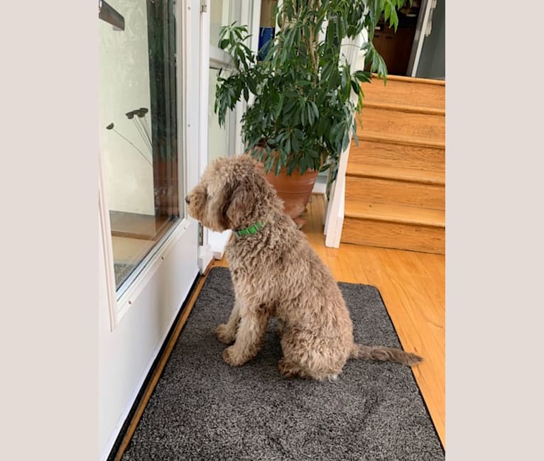 Photo of Rosie, a Lagotto Romagnolo  in Deep River, Connecticut, USA