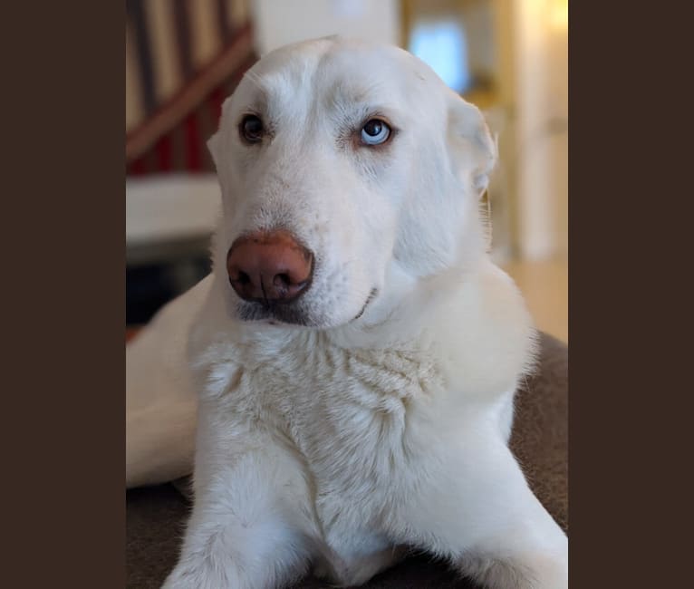 maremma husky mix