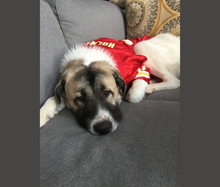 Roscoe, a Great Pyrenees and Anatolian Shepherd Dog mix tested with EmbarkVet.com