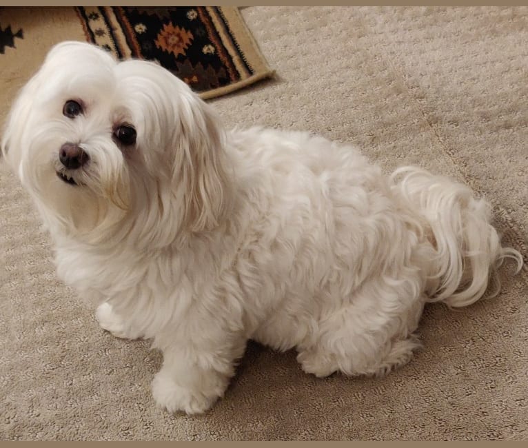 Havanese coton de tulear mix 2025