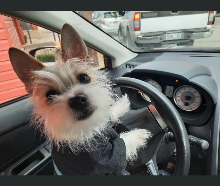 Tucker, a Chihuahua and Maltese mix tested with EmbarkVet.com