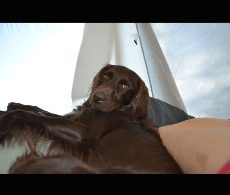 Embark Dog Dna Test Breed