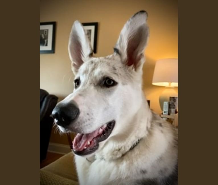 Jack, an Alaskan Malamute and German Shepherd Dog mix tested with EmbarkVet.com