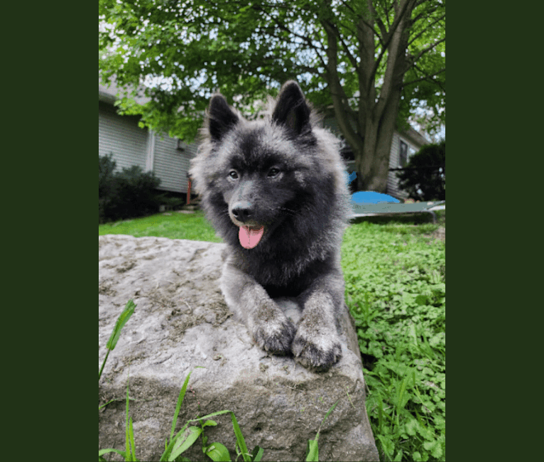 Duchess Lilly Puff Brown, a Keeshond tested with EmbarkVet.com