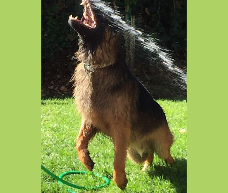 Saber, a German Shepherd Dog tested with EmbarkVet.com