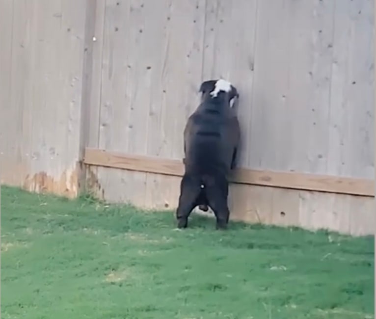 Photo of Panda Job, a Bulldog  in Ennis, Texas, USA