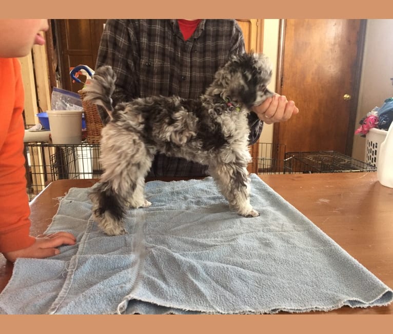 Warrior Let The Heavens Declare     "Glory", a Poodle (Small) tested with EmbarkVet.com