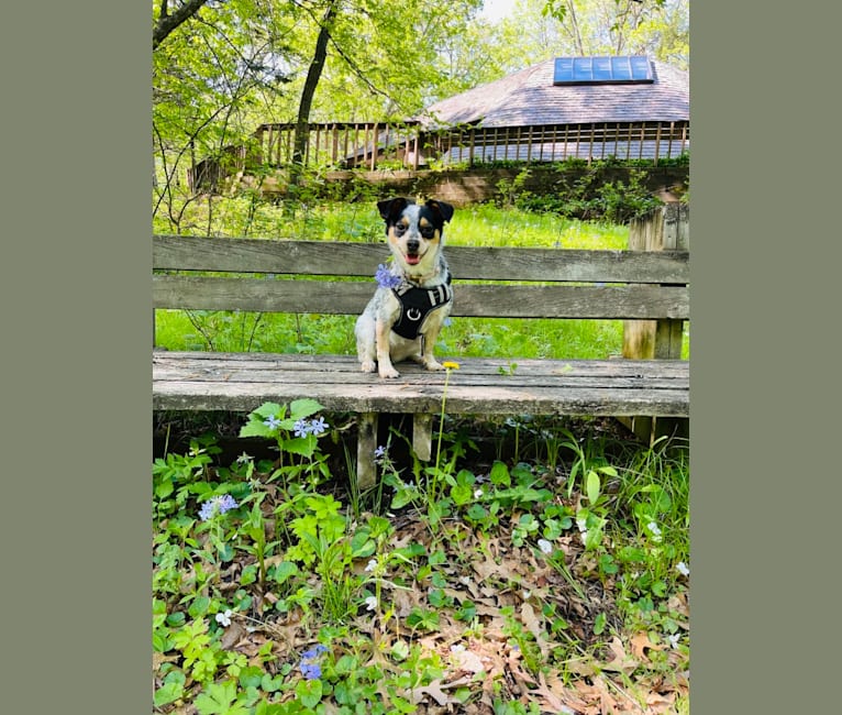 Pepper, a Chihuahua and Australian Cattle Dog mix tested with EmbarkVet.com