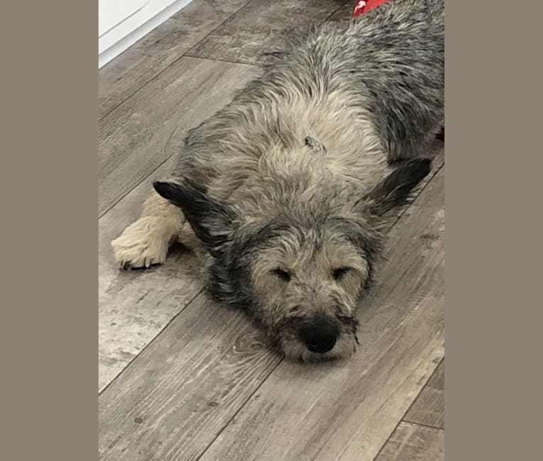 Malamute poodle mix 2025