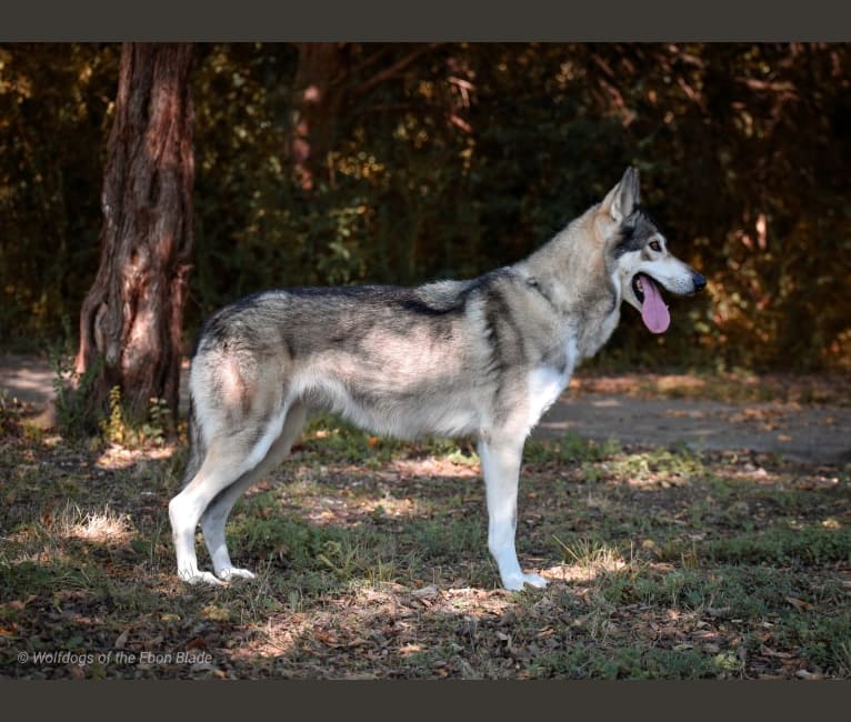 Tamaskan dog 101 deals