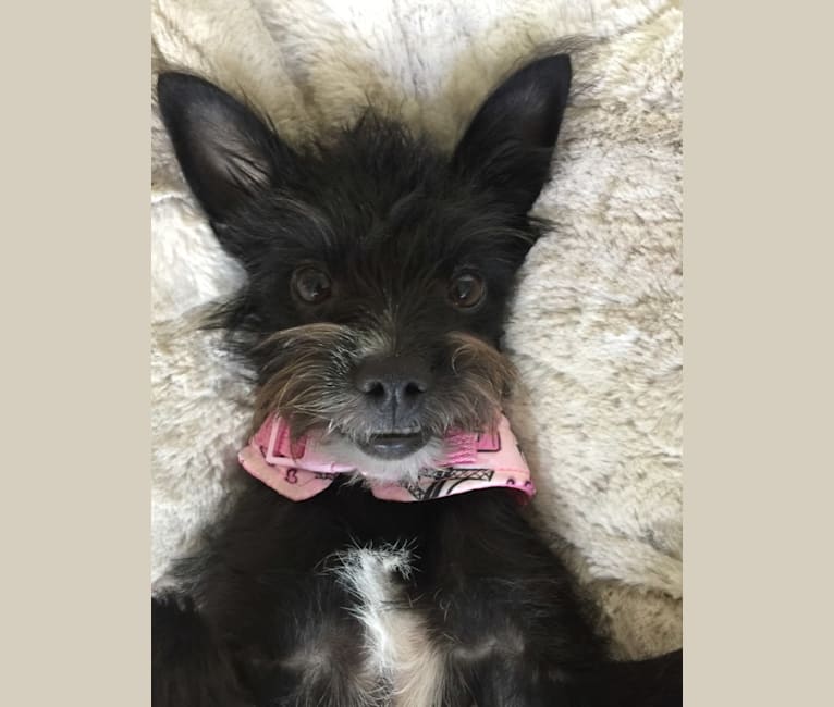 Moose, a Chihuahua and Poodle (Small) mix tested with EmbarkVet.com