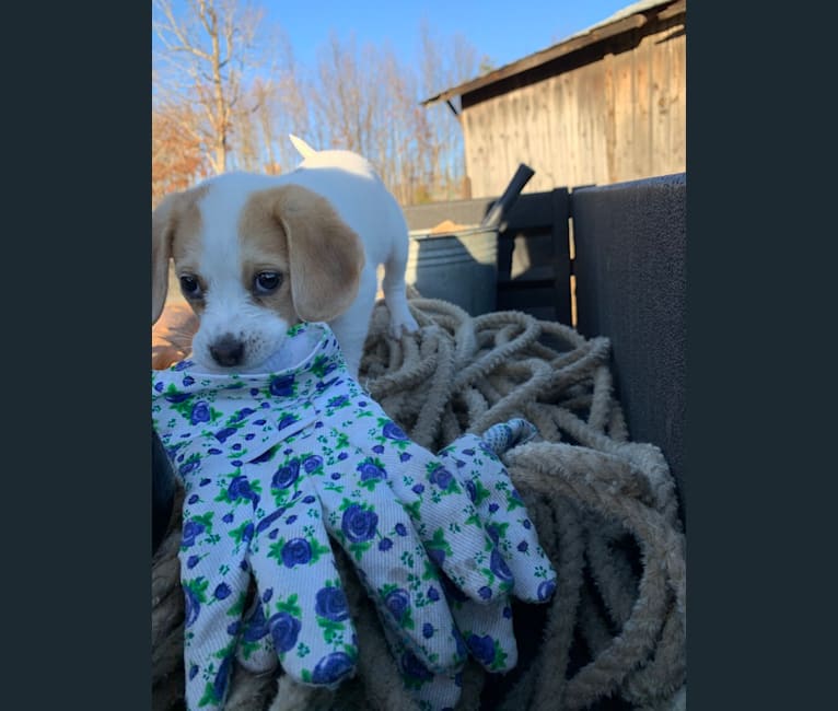 Photo of Riley, a Beagle (11.4% unresolved) in Lynchburg, Virginia, USA