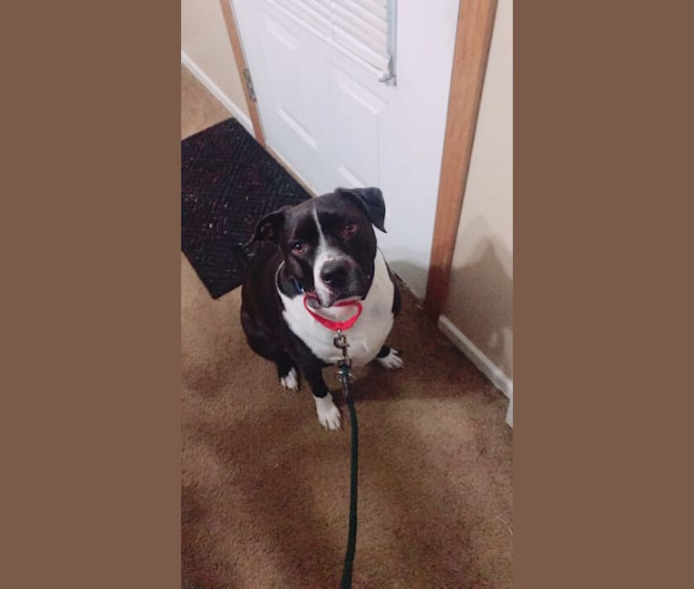 Roger, an American Bully and Rat Terrier mix tested with EmbarkVet.com