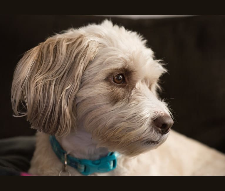 Ethel, a Staffordshire Terrier and Shih Tzu mix tested with EmbarkVet.com