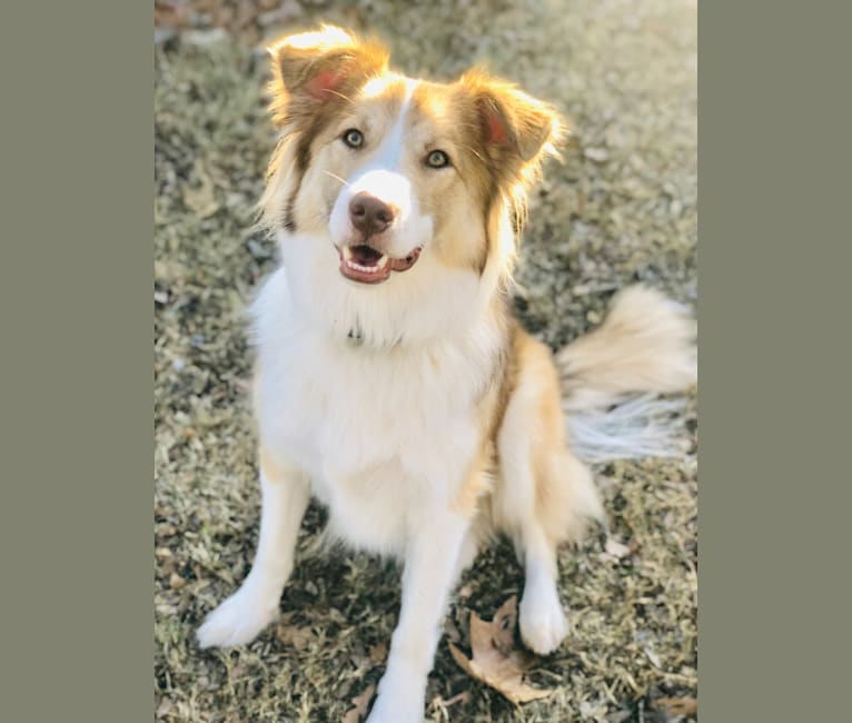 Dakota, an Australian Shepherd and American Pit Bull Terrier mix tested with EmbarkVet.com