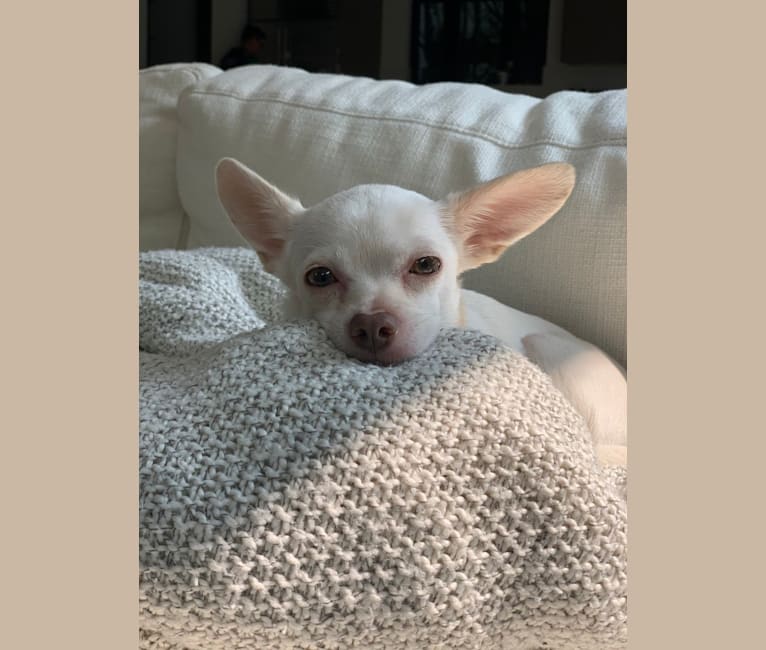 Mochi, a Chihuahua and Shih Tzu mix tested with EmbarkVet.com