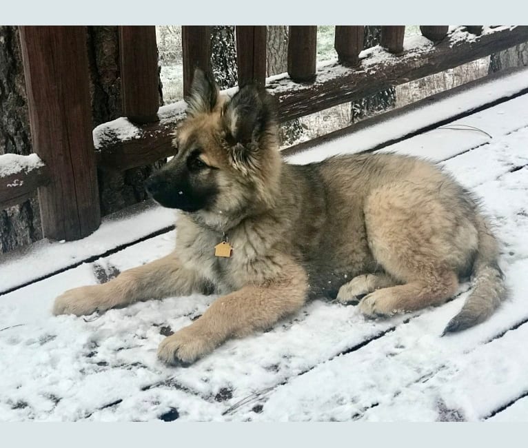 Photo of Jordy, a German Shepherd Dog, Alaskan Malamute, Akita, and Mixed mix in Idaho, USA