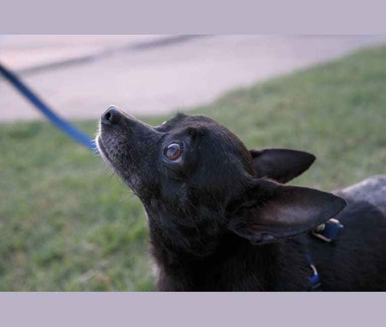Pepper, a Chihuahua tested with EmbarkVet.com