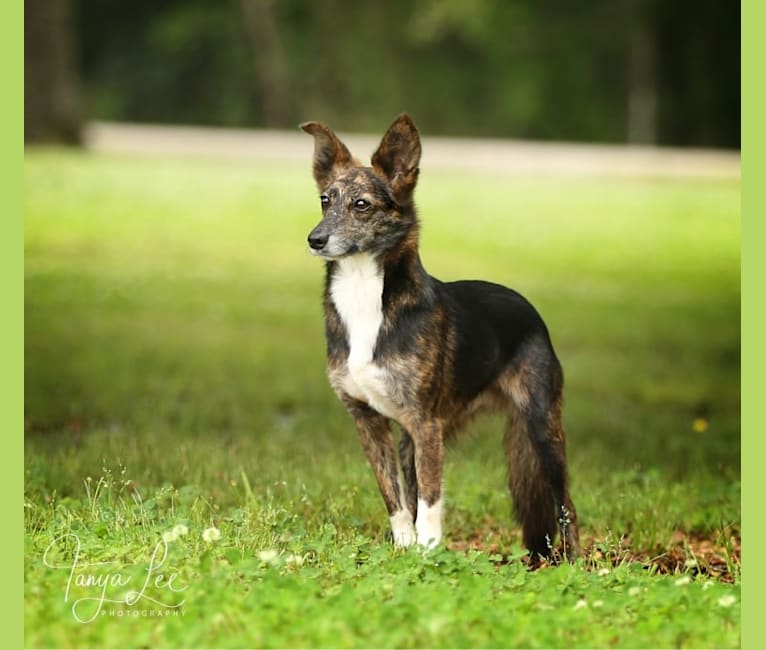 Little Pester, a Border Collie and Russell-type Terrier mix tested with EmbarkVet.com
